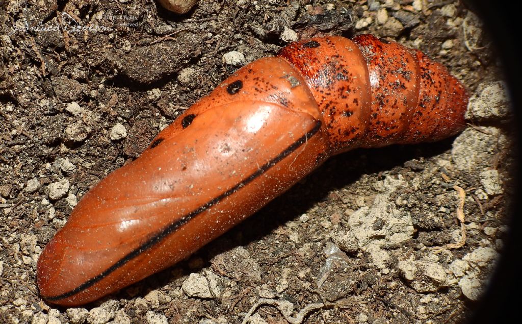 Dopo due anni � tornata - Daphnis nerii, Spinghidae